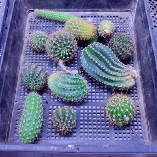 下87筐拍侧芽徒长歪小斑点无根侧芽无售后