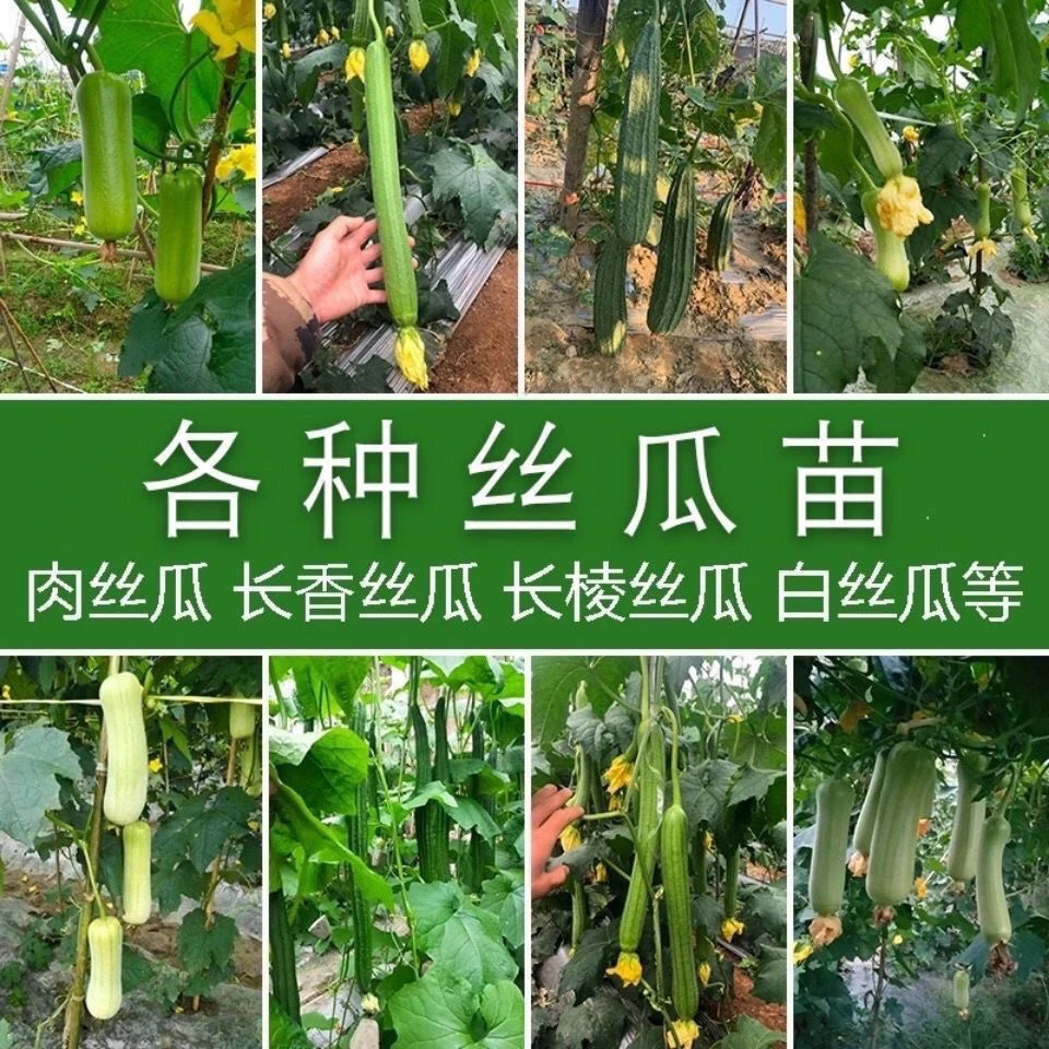 【山东寿光】直播专享优质丝瓜苗大全中绿长香大肉丝瓜带土发货
