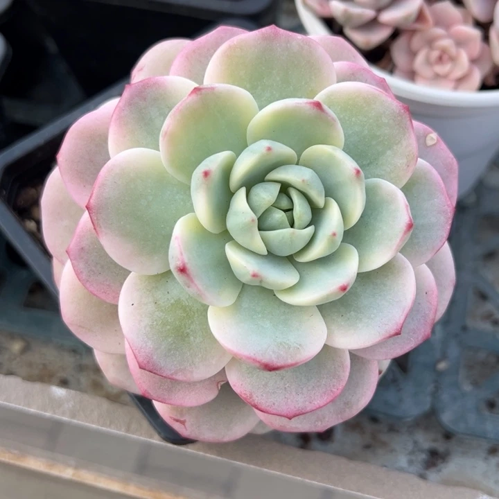 古***℃香草锦一物一拍锦龙