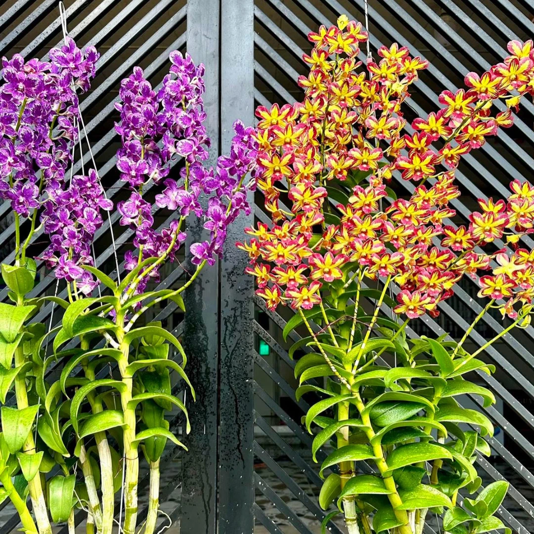 泼墨秋石斛（海伦 渊昭 红燕 ……）