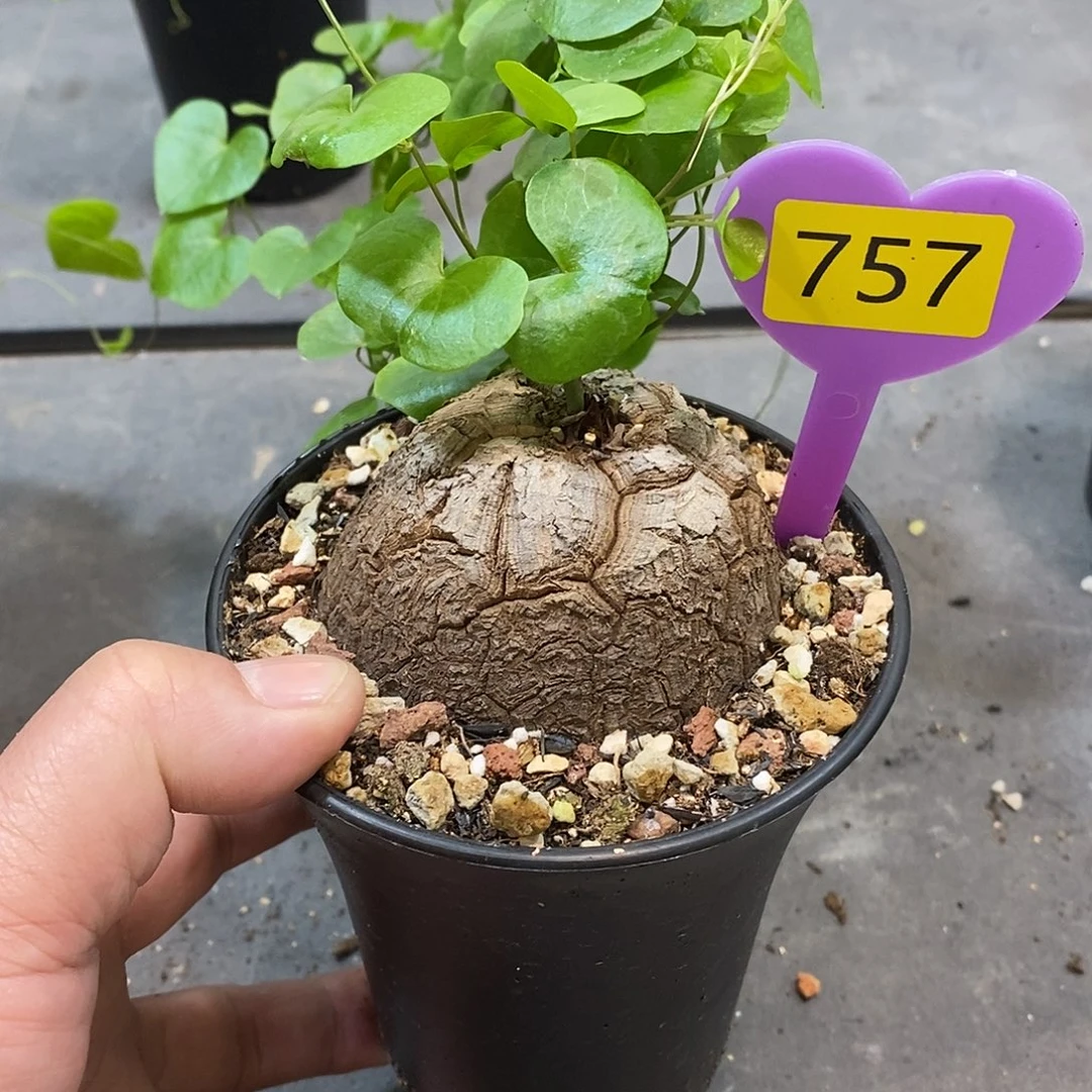 南非龟甲龙龟甲龙