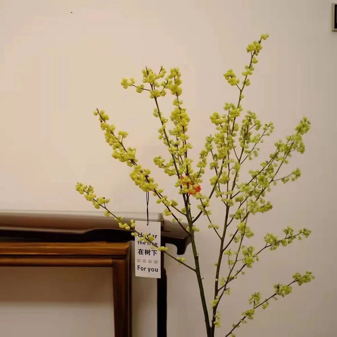 山姜子钱串子开花鲜切枝水培发财果山归来火棘果遇水开花顺丰包邮