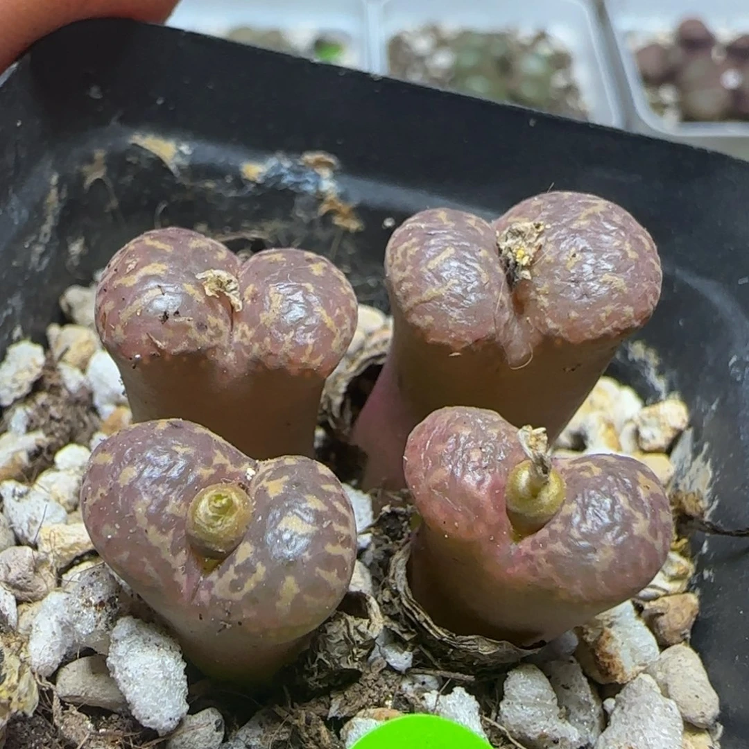 k勋有腿多肉植物96
