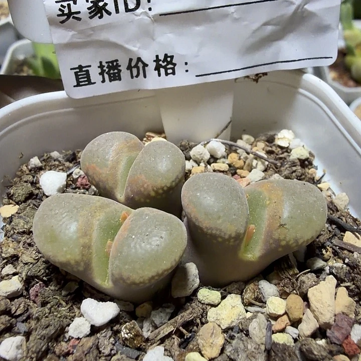 神***s034。多肉植物和植物的