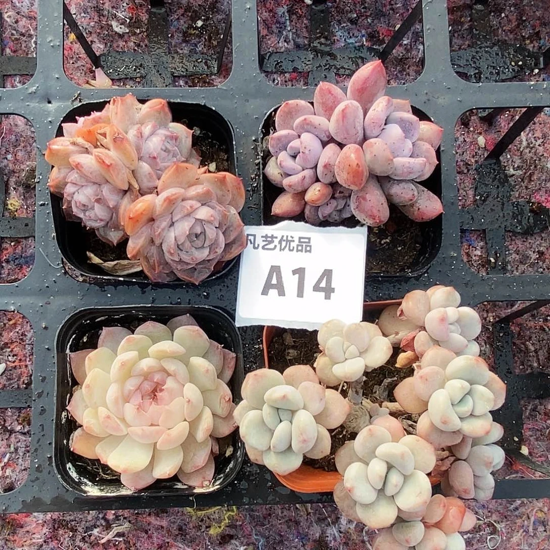 A14 精品多肉一物一拍