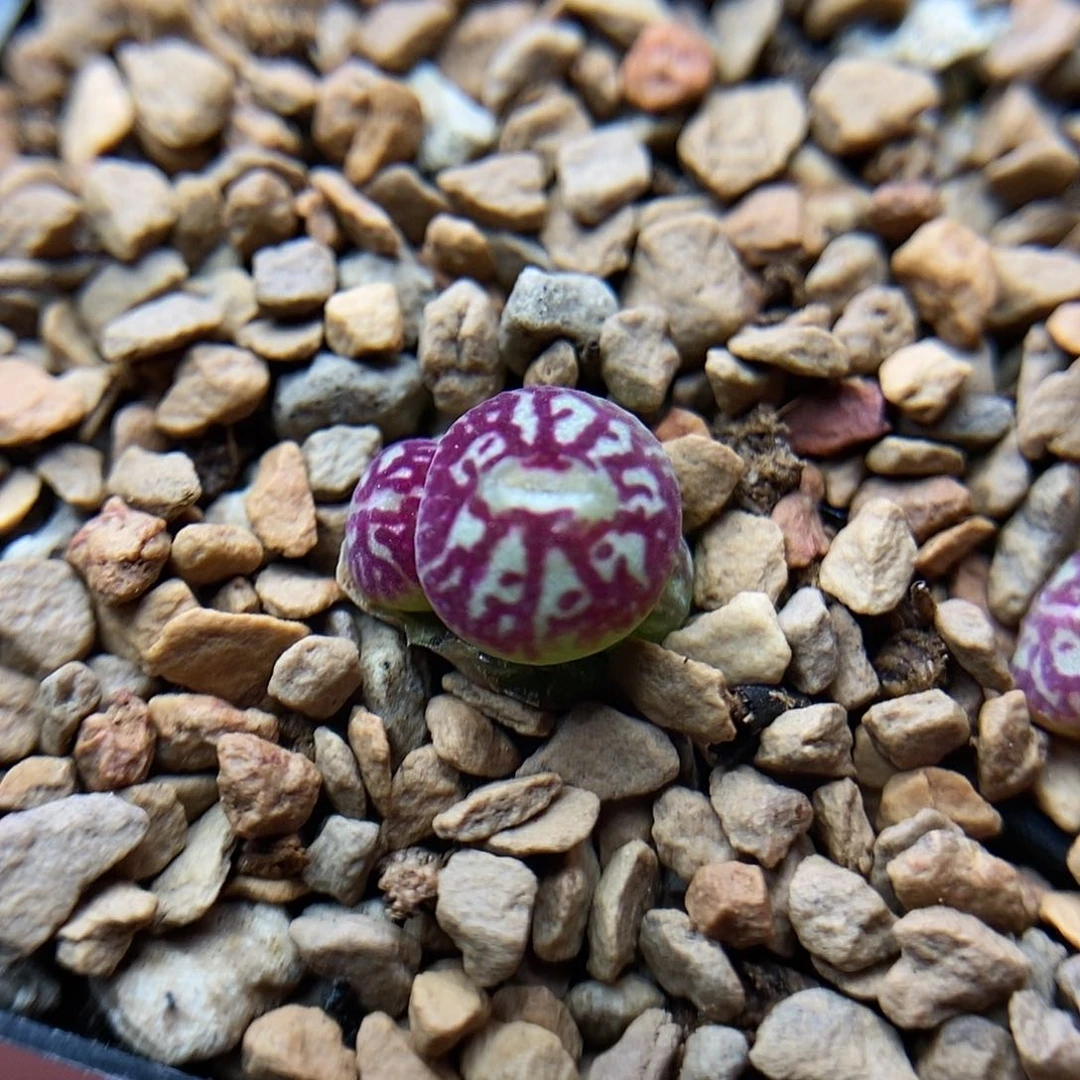 八重墨一颗三头包邮