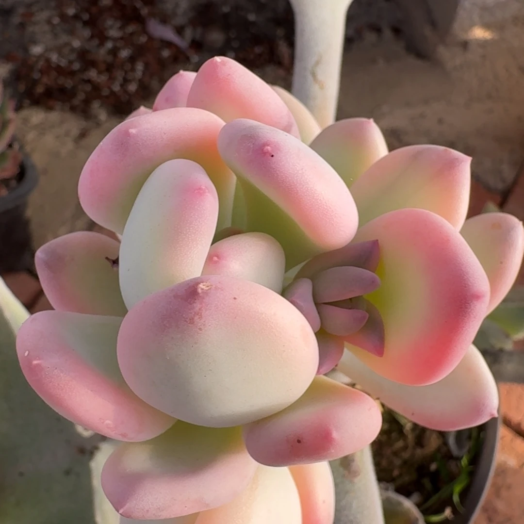 2887三日月美人锦多肉植物