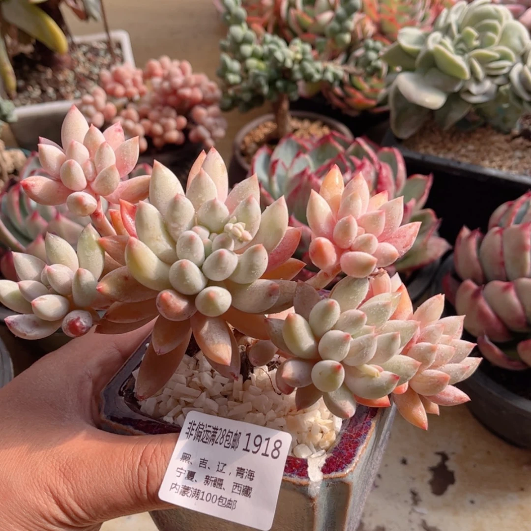 【闪购商品】1918索罗门