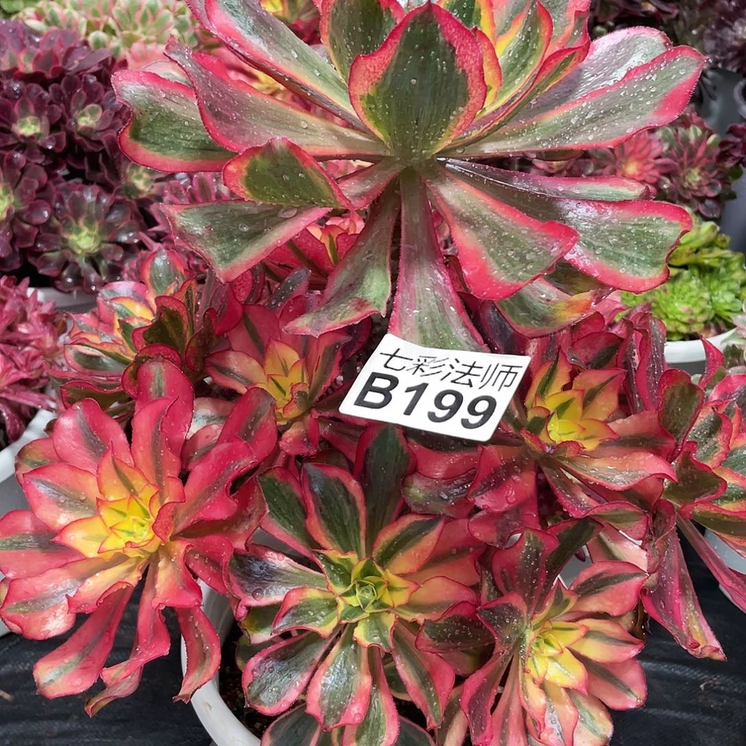 ****บ暖暖法师199（哈哈哈哈姐姐看