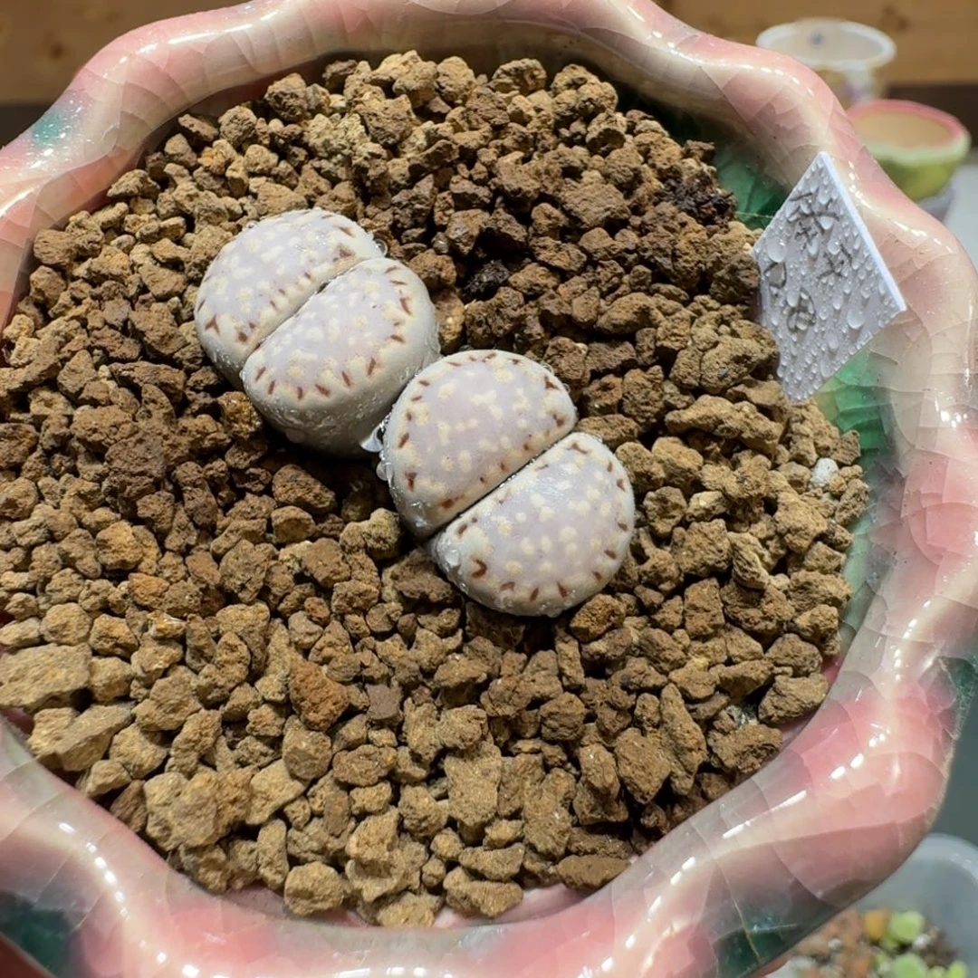 蘑菇580饼干多肉植物