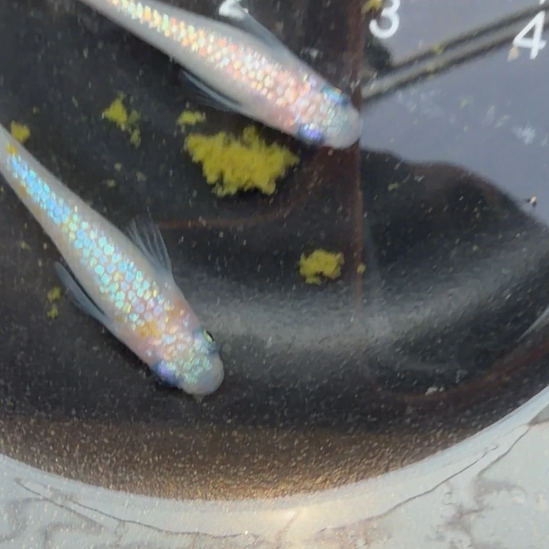 青鳉鱼观背青鳉53