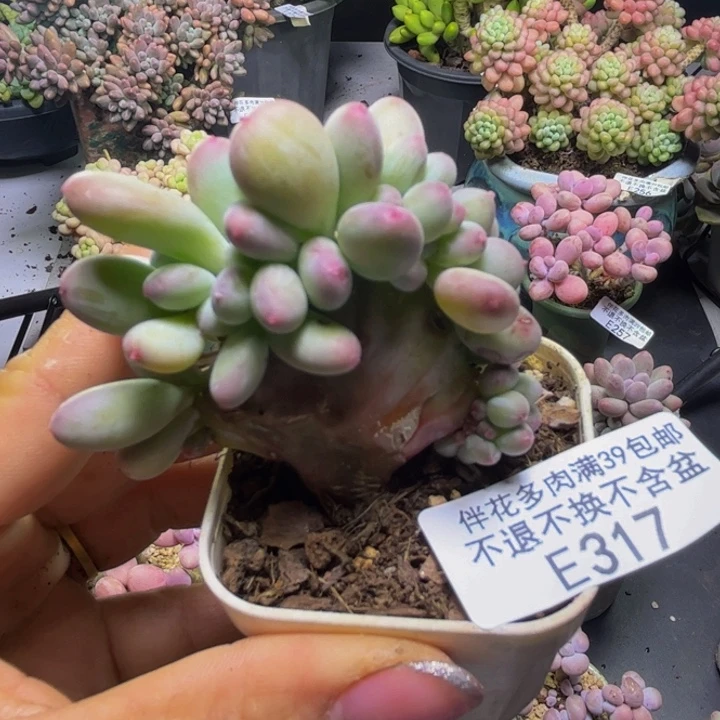 苹果奶酪缀317/5cm