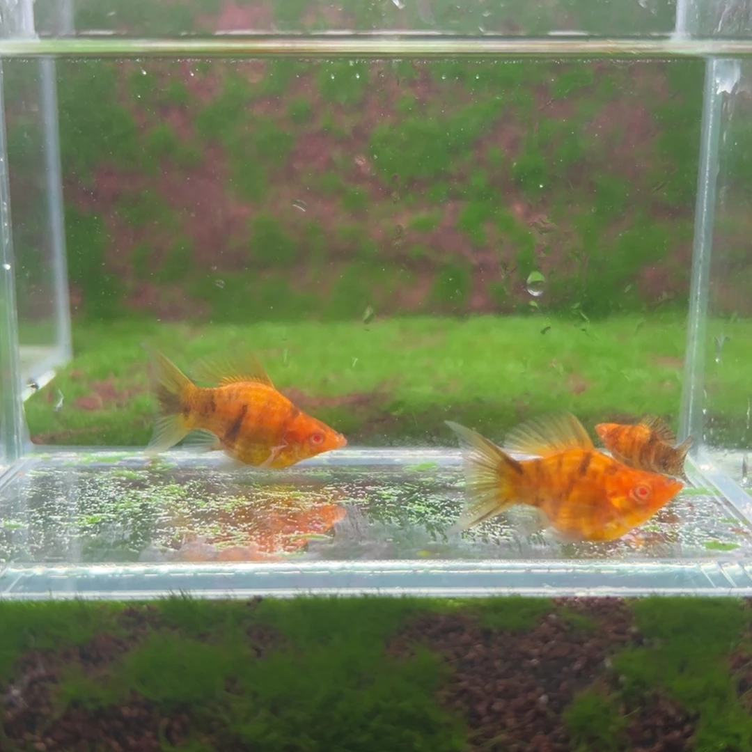 黑玛丽鱼亚成红眼虎纹一公两母