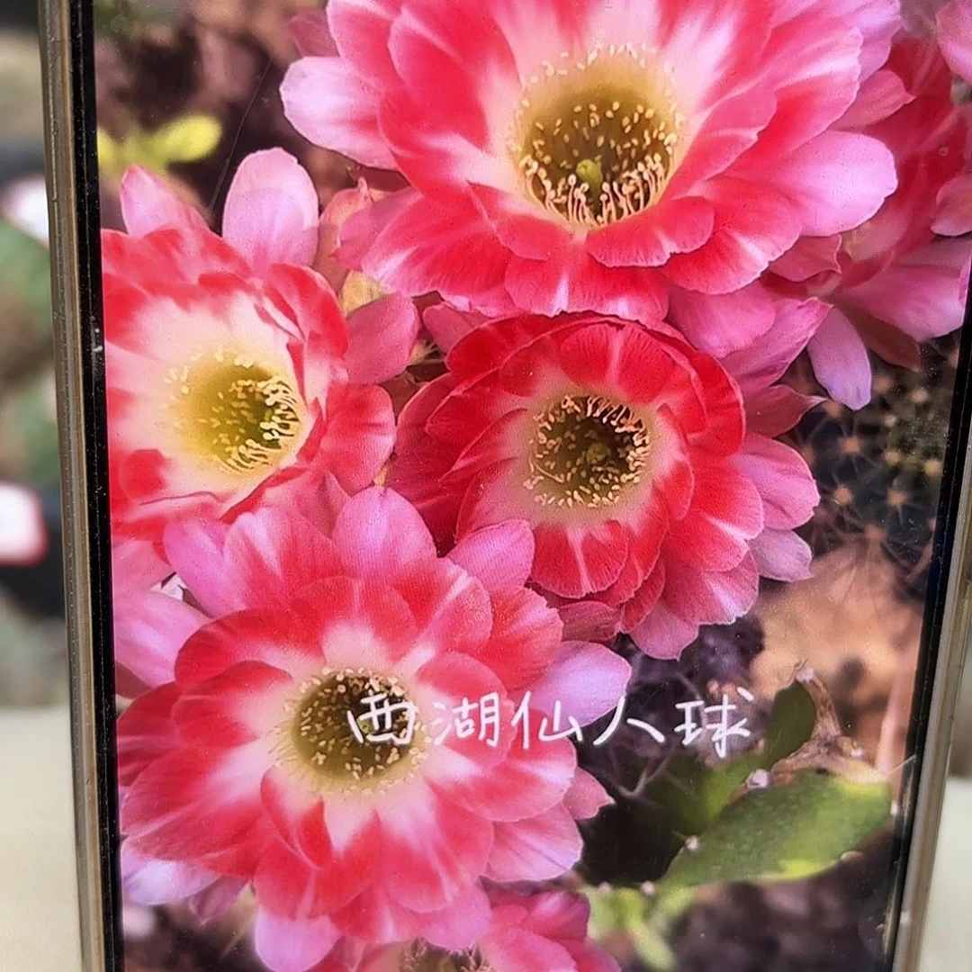 无根三公分丽花德侧牙