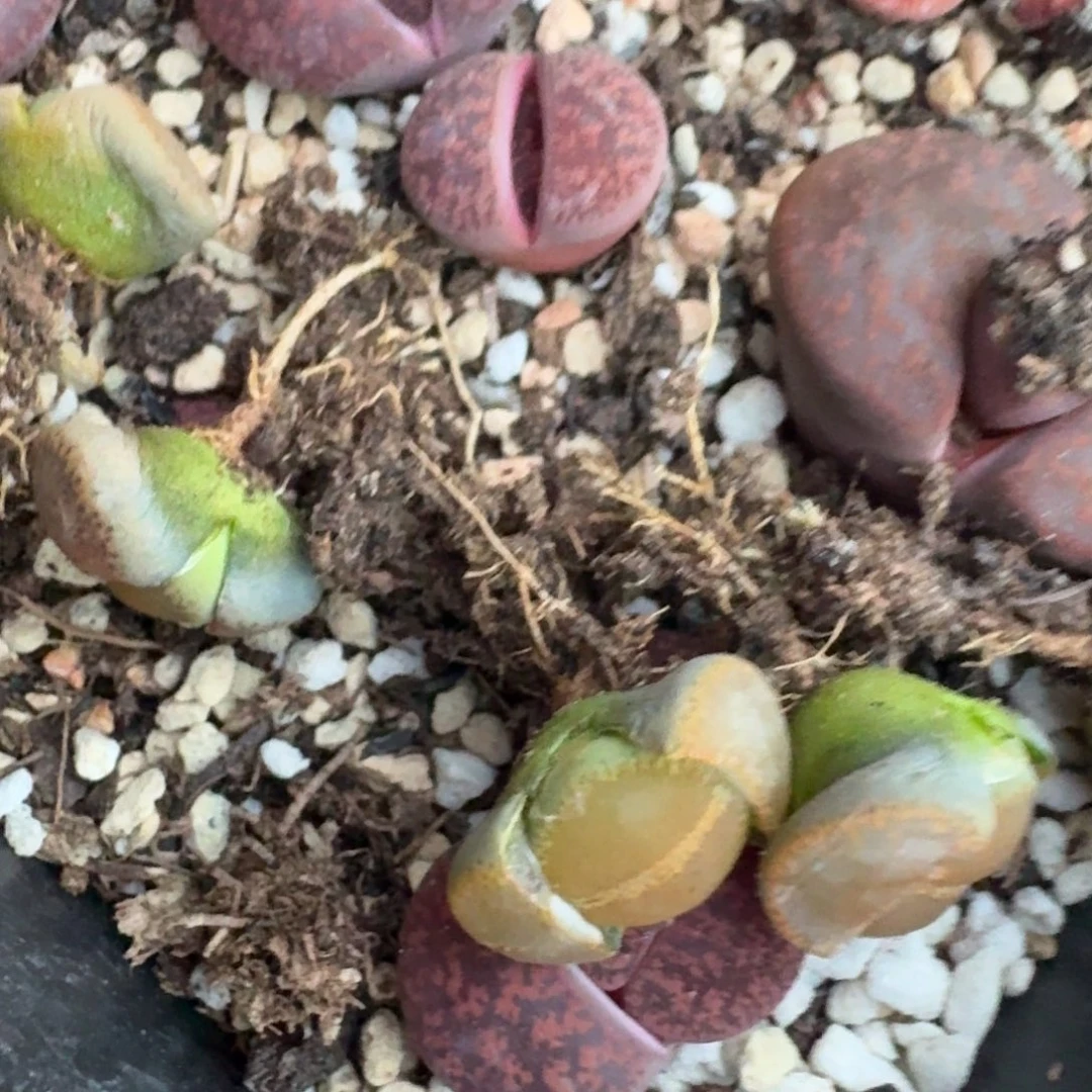 K123全窗酒红半退化