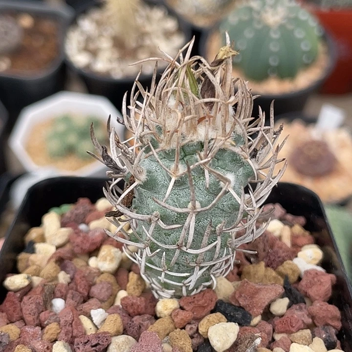 黄龙实生仙人球