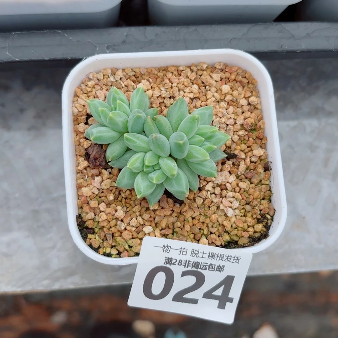 青花瓷多肉多肉多肉