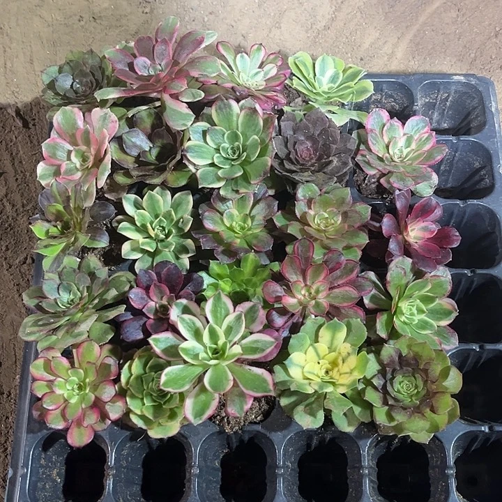 24颗不同品种小苗三厘米多，多肉