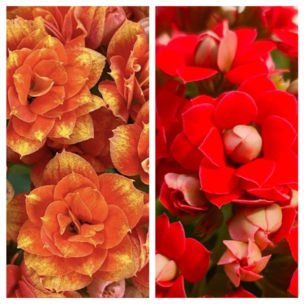 【银丝雀+车厘子】 大花 0℃地区请拍保温，不拍冻坏不赔