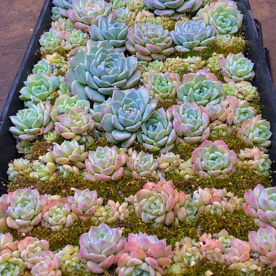 197多肉植物保护研究所所长q