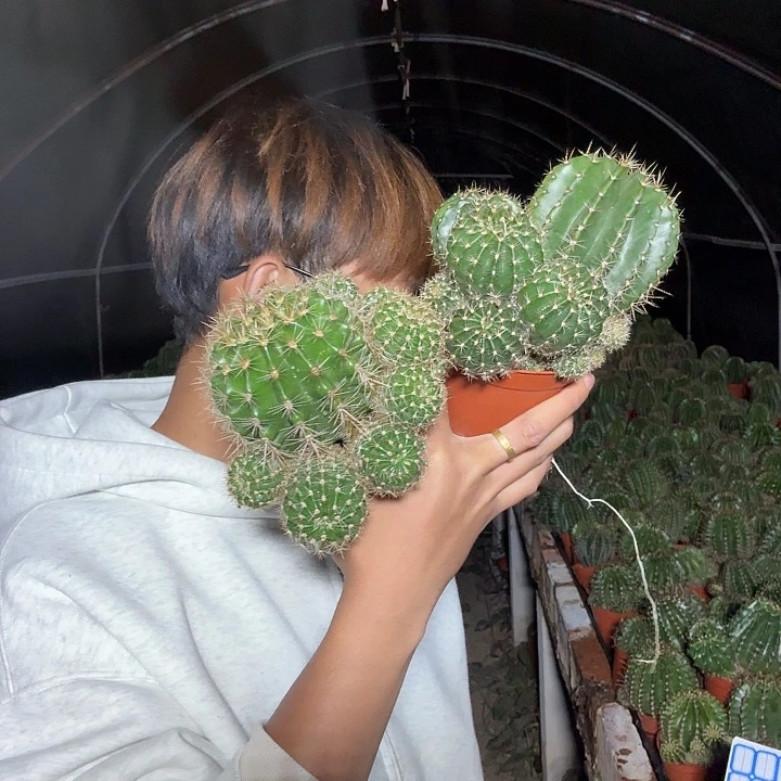 一***、大量花朵（建议范围：8朵-15朵 或40%以上）彩草