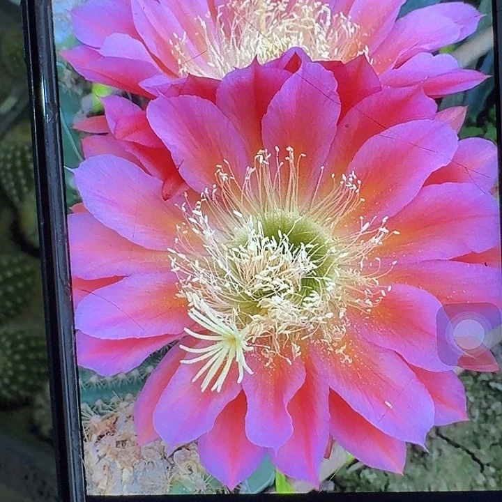 飞碟侧芽5公分毛花柱