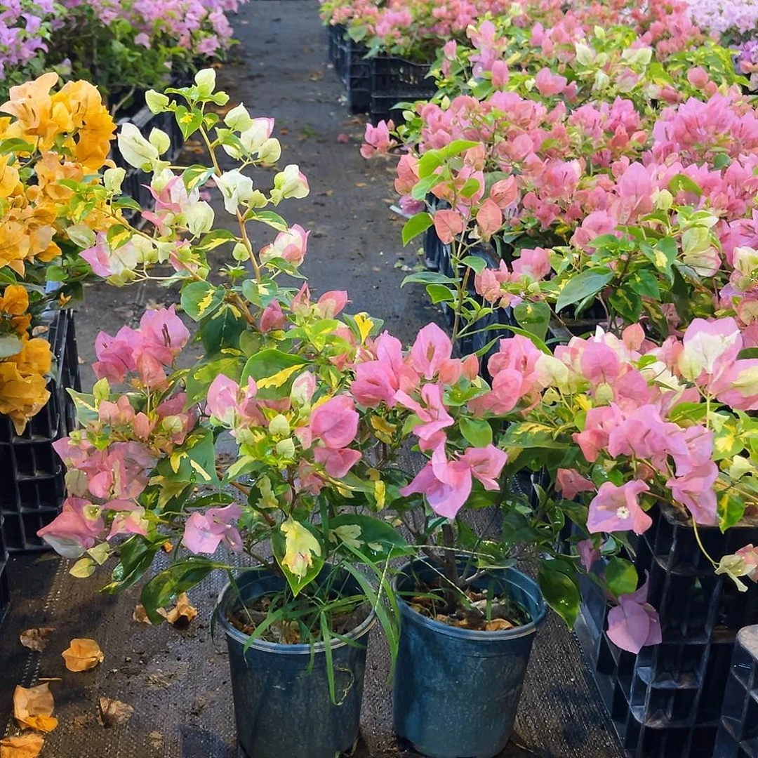 完全开放金心橙白掌中宝一颗