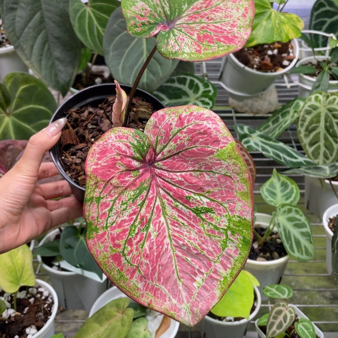 不开花植物泰国彩叶芋