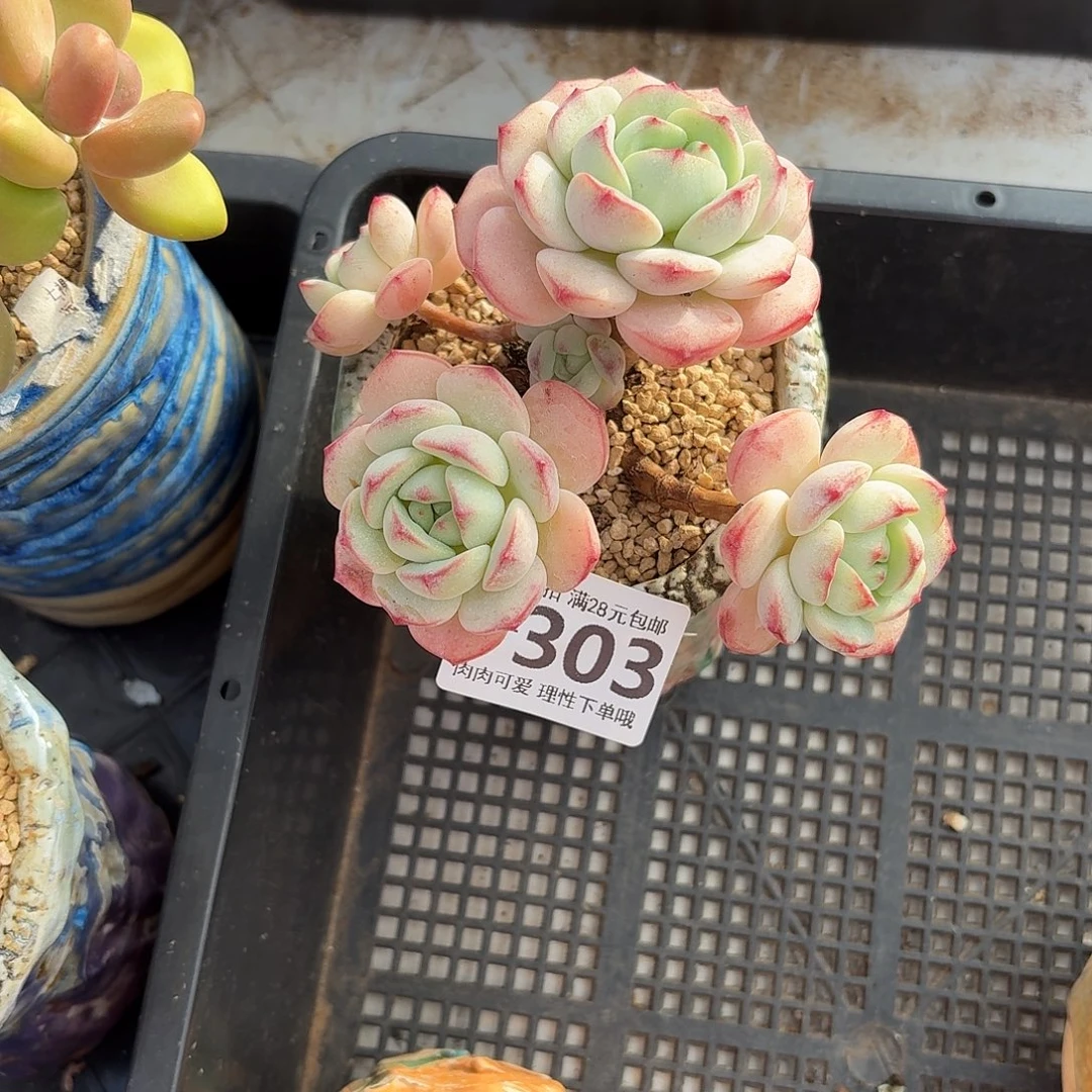 白底香草无盆土发货无