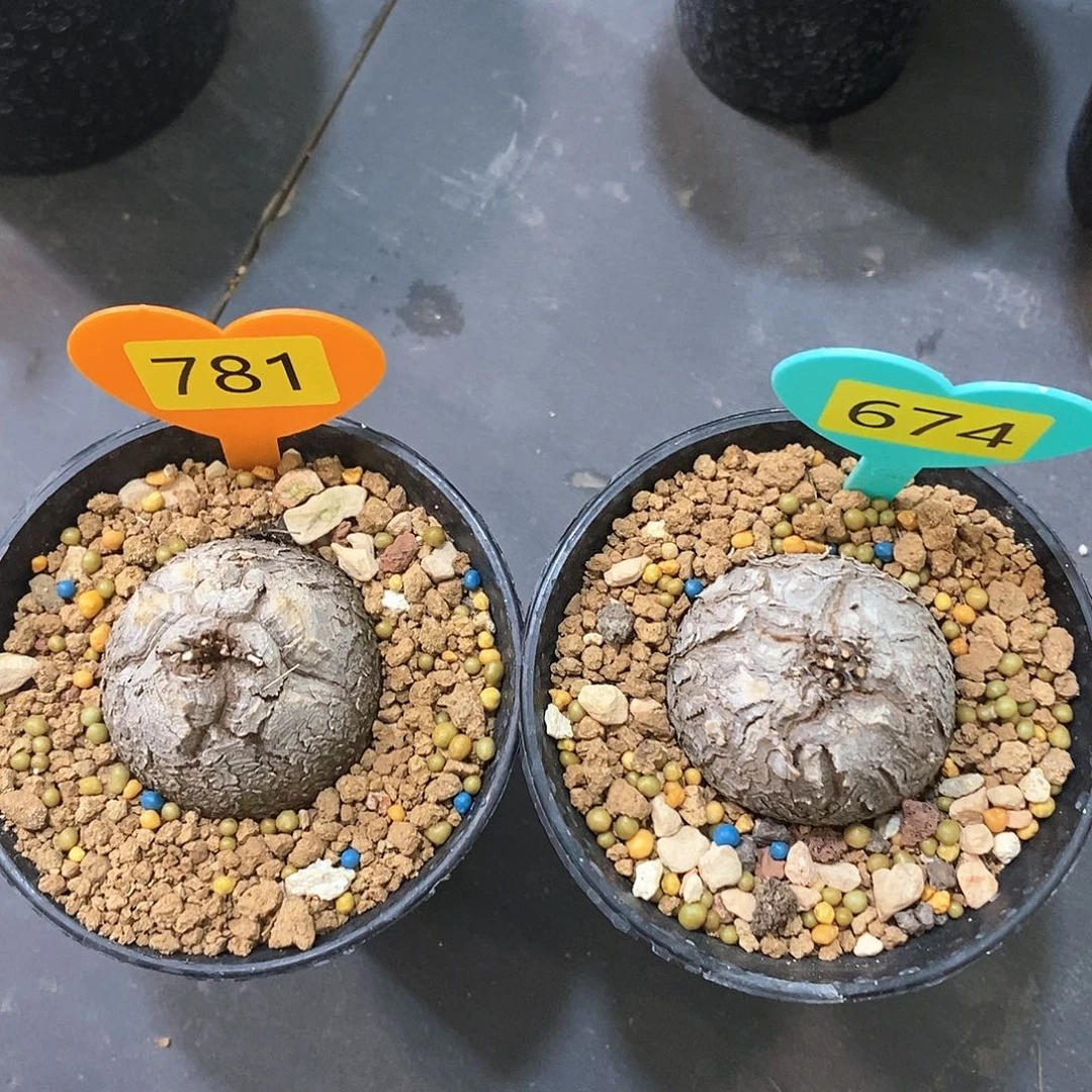 南非龟甲龙龟甲龙