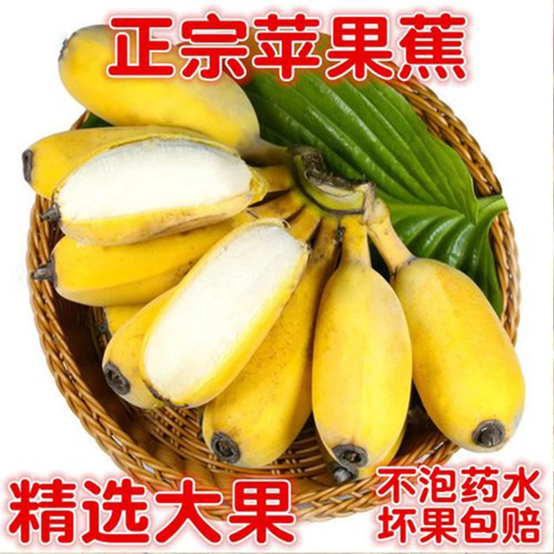 广西正宗苹果蕉新鲜粉蕉当季水果香甜软糯自然熟香蕉香甜可口