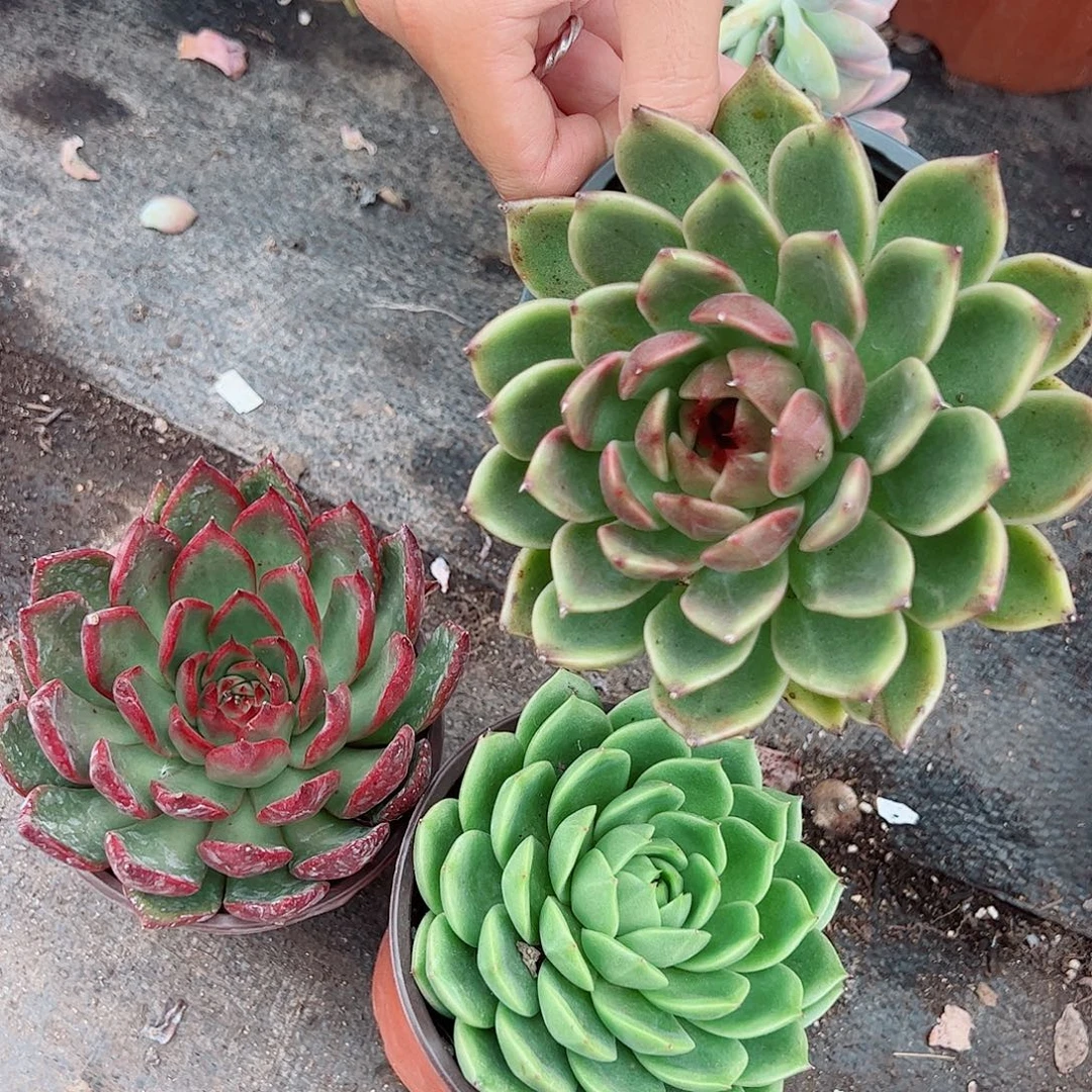 黑水晶玫瑰➕野马冬云➕绿水鬼各一盆