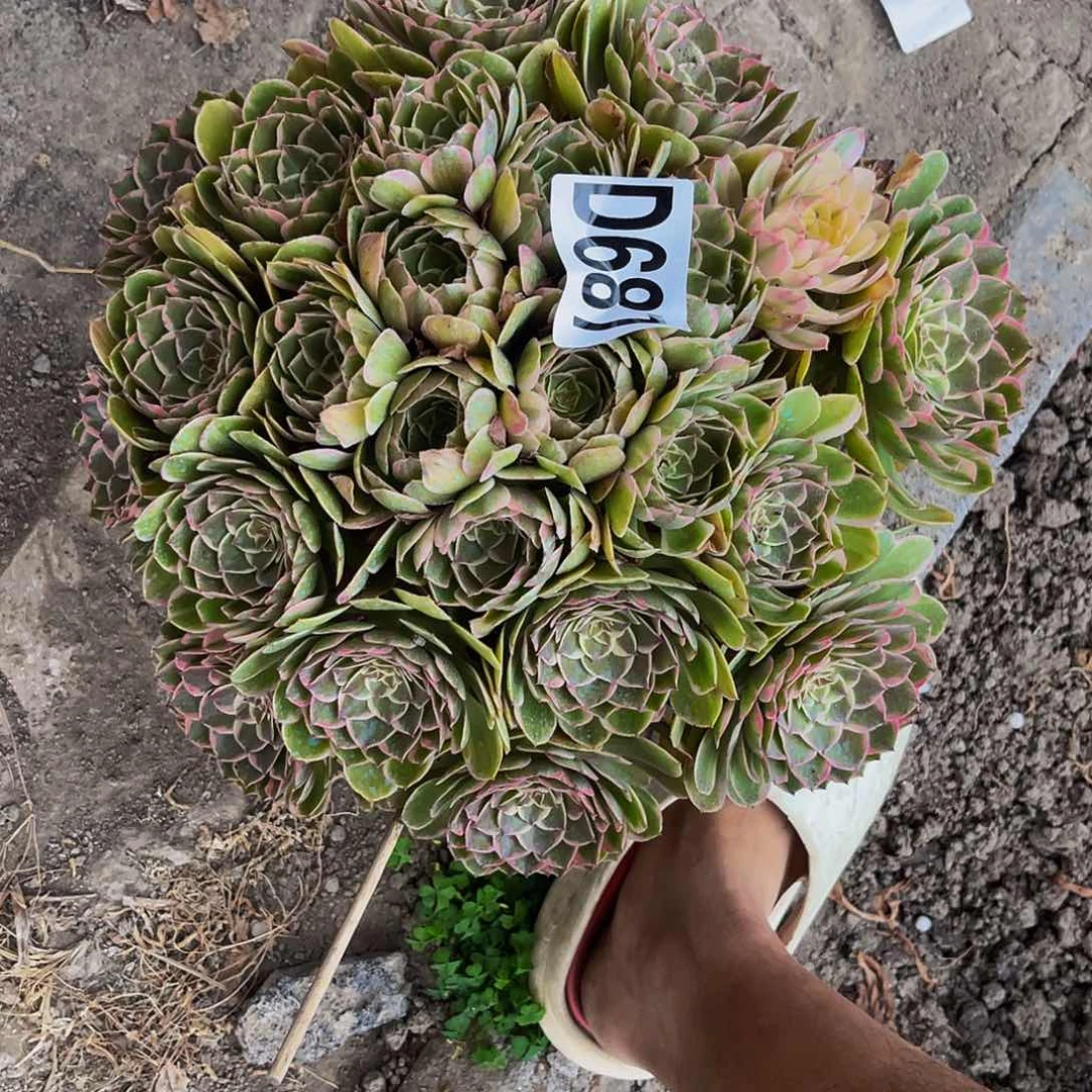 海燕法师26////36包邮