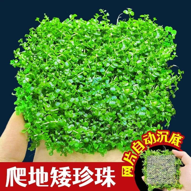 爬地矮珍珠水草日本趴地矮珍珠植物生态鱼缸水草造景专用净化水质