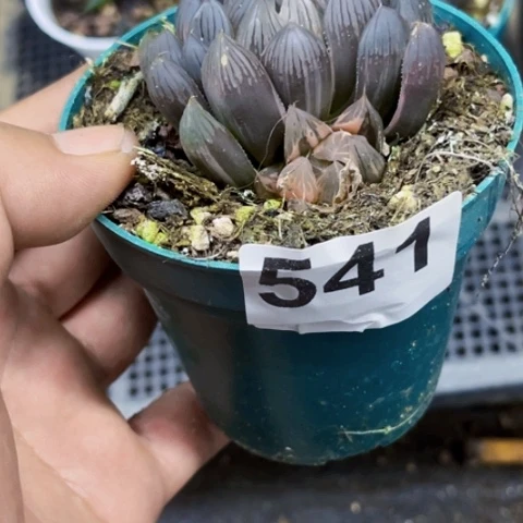 541霓虹灯锦一物一图如图