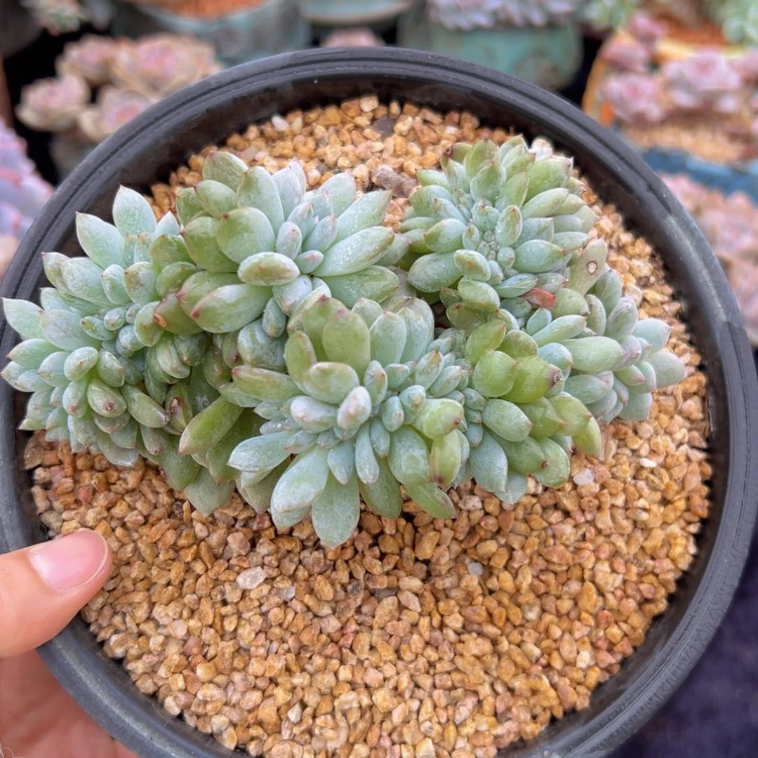 新年快乐 新年快乐