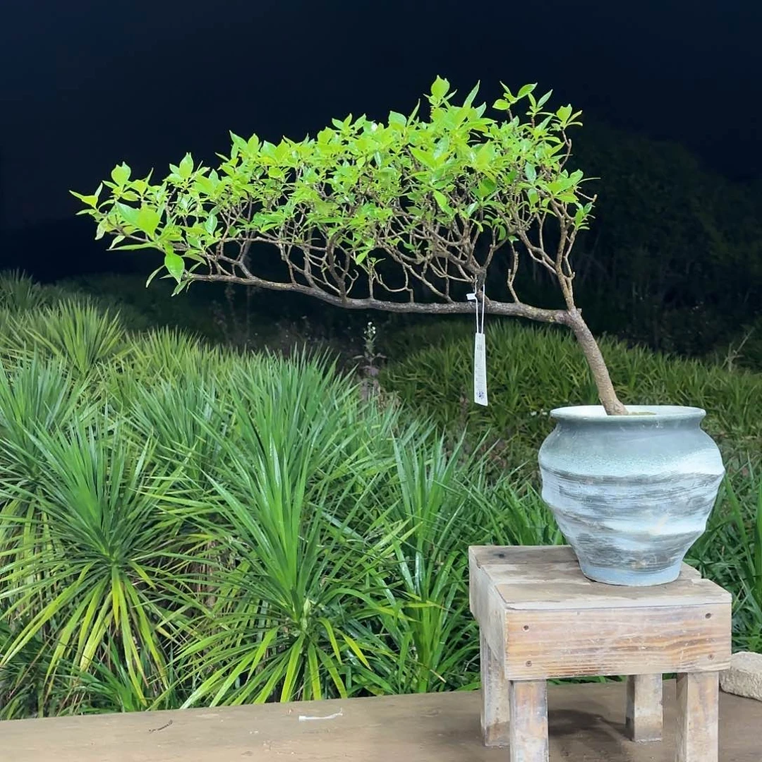 盆景能***.海岛栀子花