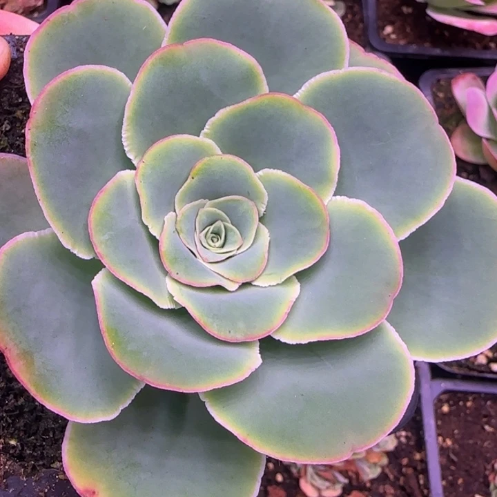 福利蕾丝298606956896699999