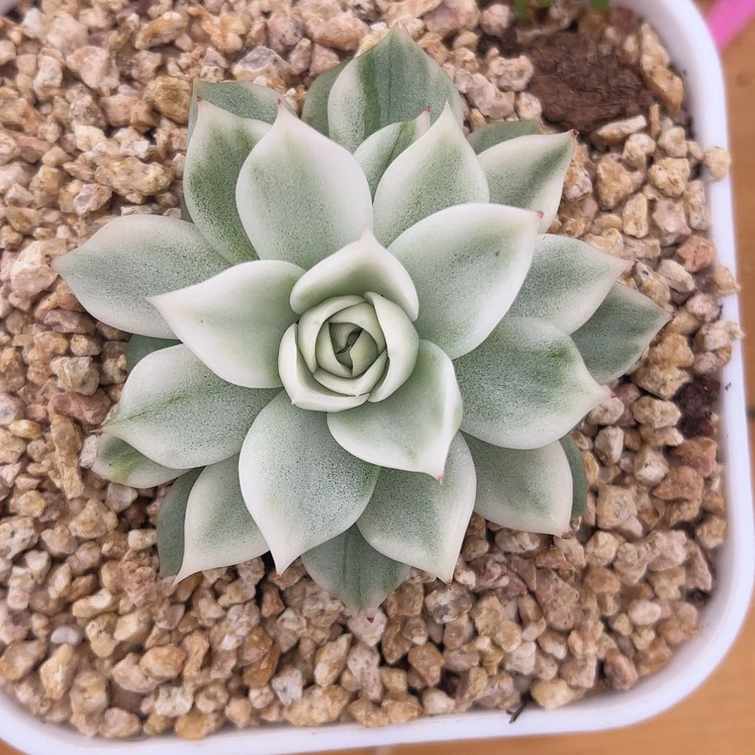 超白麦秆锦 一物一拍