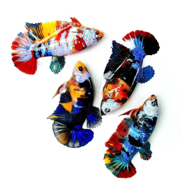 热带小型观赏鱼斗鱼抱卵母鱼易养活无需打氧te