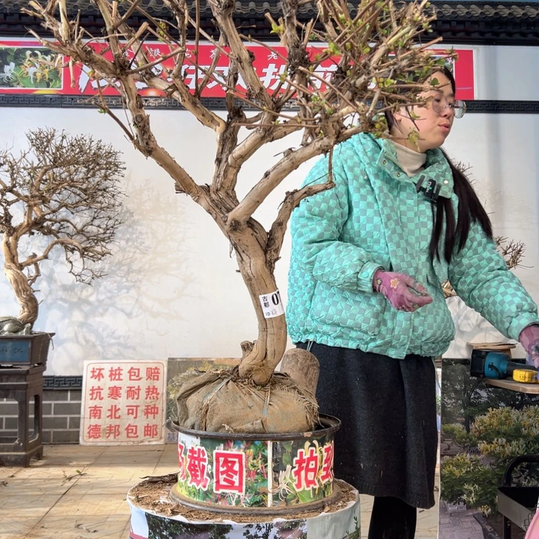 无花朵金银花8888