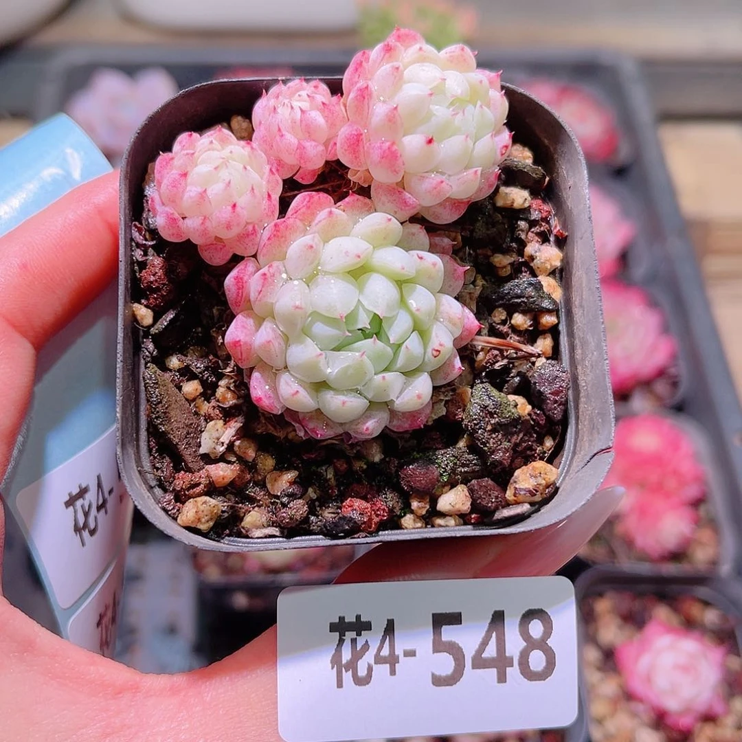 花利美4-548羊脂球