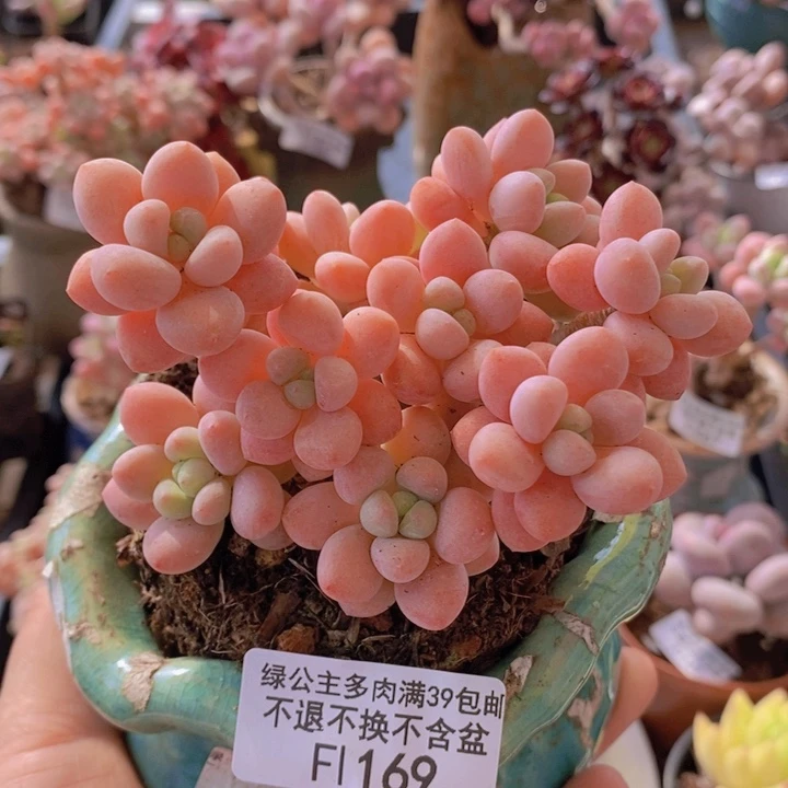 鱼子酱老桩有砍9cm169多肉植物