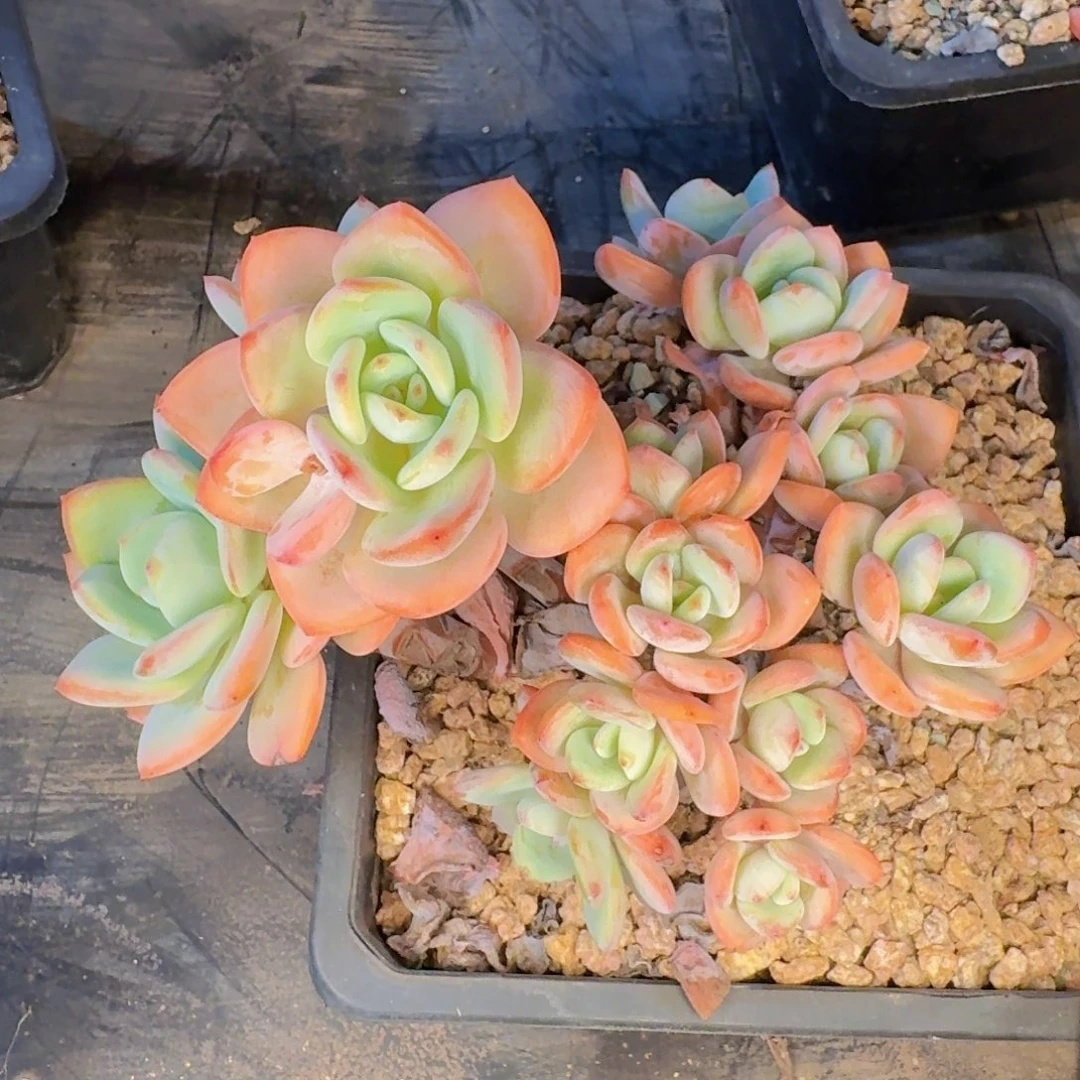 隔***庄多肉植物的生长发育与