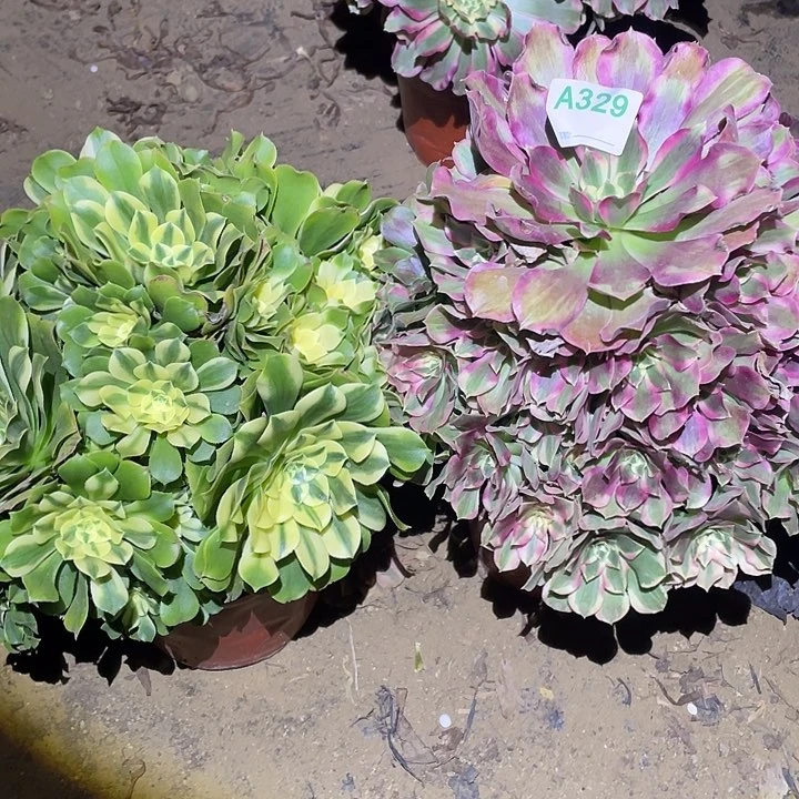 陈****姐多肉植物断枝不包329欣尼亚夜罗刹