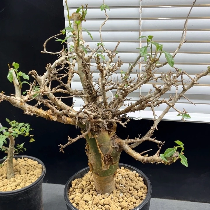 哈比悉尼111111111111