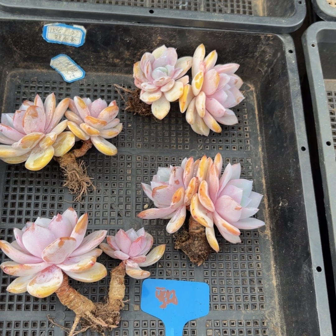 让***儿哈哈哈哈哈哈哈哈就斤斤计较斤斤计较斤斤计较