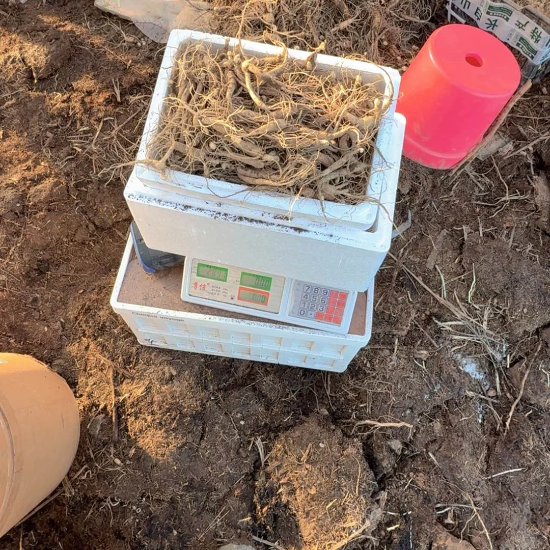 雅***兔林下参15年箱2500g