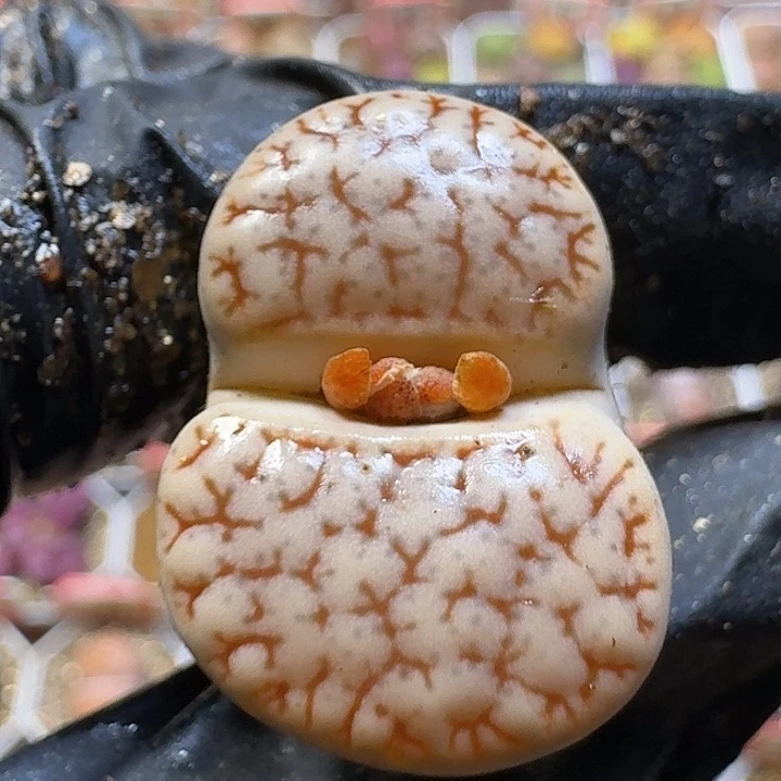 生石花2:：。在。 37号