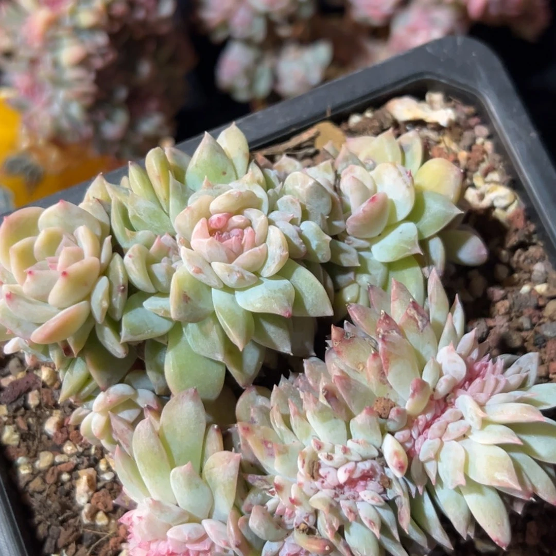 新年快乐 新年快乐